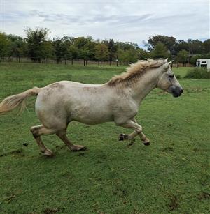 Boerperd x Nooitgedacht Stallion