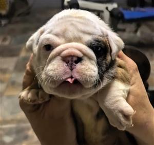 Gorgeous English bulldog puppies available