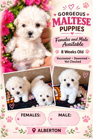 Gorgeous maltese available 