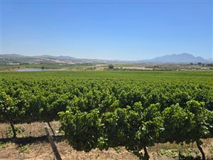 Exceptional 235 Ha Commercial Wine Farm in Stellenbosch