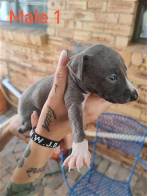 Italian Greyhound Puppies