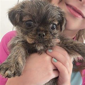 Morkie male pup