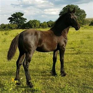🌸🌸Exceptional Percheron/Friesian filly 🌸🌸