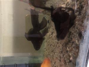 Fish black Moore babies over 30 with tank
