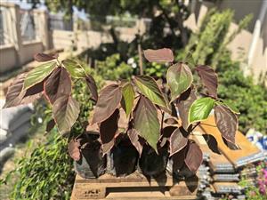 Beautiful Jacob's Coat Shrubs (10 available)