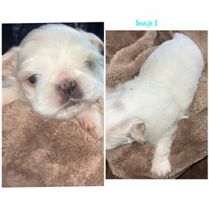 Pekingese pups