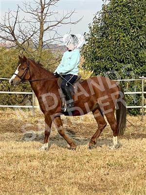 Safe and Steady Section B Welsh Pony - 13hh
