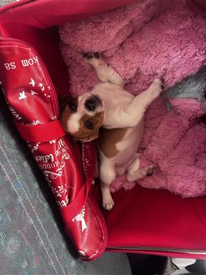 Cute Jack Russel puppies