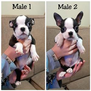 Boston Terrier Puppies for Sale 