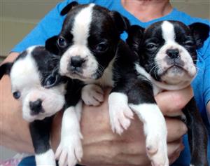 Purebred Boston terrier puppies 