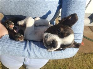 Boston Terrier