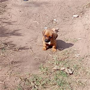 Short legged dachshund puppies