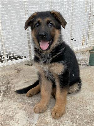 Beautiful Pure Bred German Sheperd Puppies for Sale