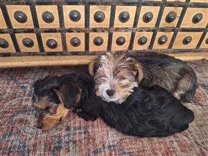 Morkie Puppies (Hypoallergenic)