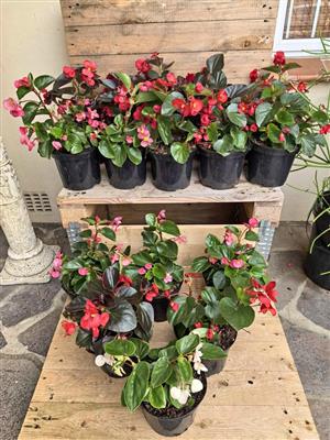 Beautiful Big Boy Begonias in 19cm pots R120ea