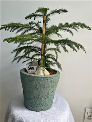 Norfolk Pine in a beautiful pot