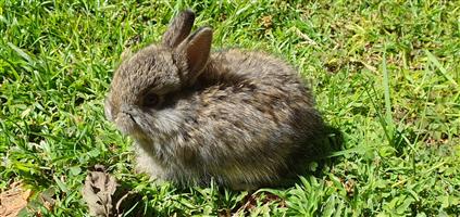 Dwarf Rabbits Dwerghasies Pretoria Hasies Hase Bunnies Bunny