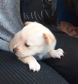  chihuahua mix jack russell