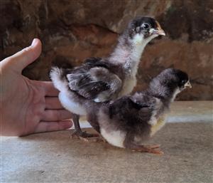 Chocolate Orpington chicks 
