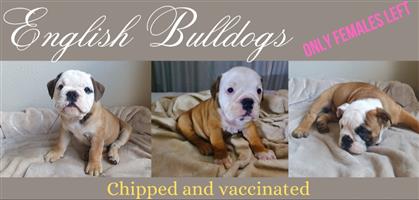 English Bulldog Puppies ready for their new home. Mom and dad Kusa registered.