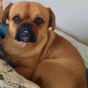 home needed for 1 yr old Pekingese 