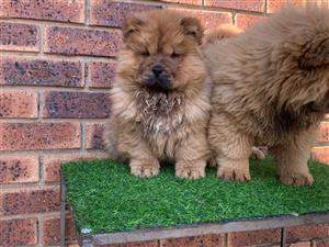 Gorgeous Chow chow puppies available