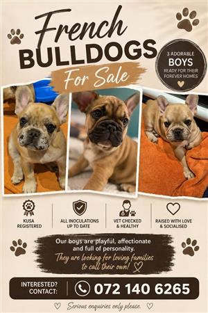 French Bulldog Puppies
