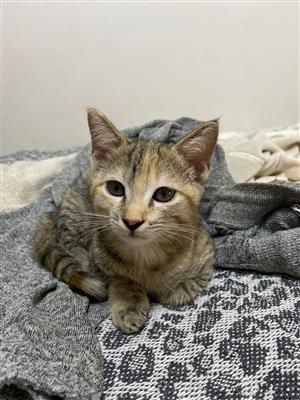 Unique Female Kitten Available for Adoption in Pretoria from Registered Rescue