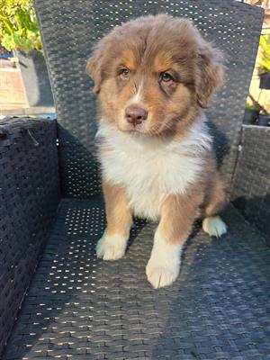 Australian shepherd 