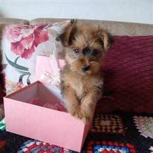 Miniature Yorkies 