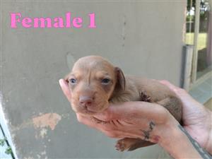Dachshund puppies 