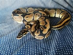 Male Enchi ball python+ enclosure