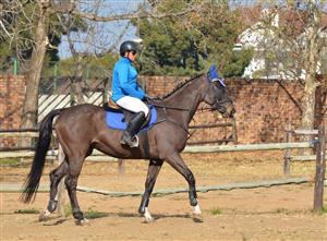 Lovely Thoroughbred Gelding for sale