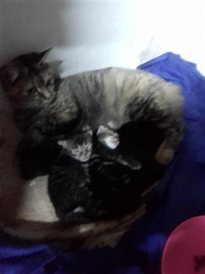 Cute baby kittens up for sale 