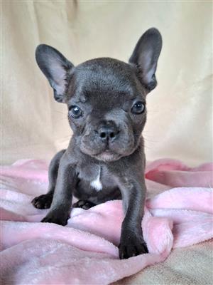 Blue French Bulldog Female