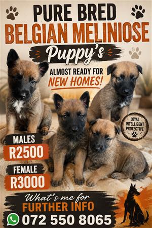 Malaniose puppies 