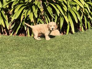 Cocker spaniel puppies for sale