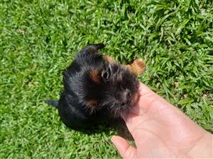 Peginese X yorkie puppy