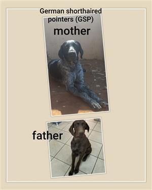 German shorthaired pointers puppies