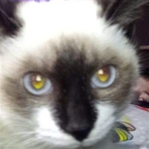 Siamese Ragdoll kittens