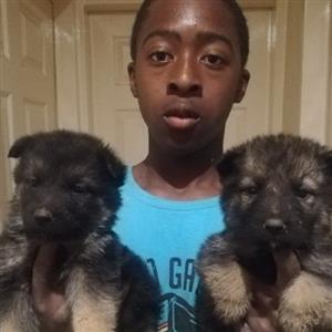 German shepherd pure breed puppies available 