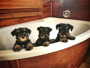Miniature Schnauzers Puppies for Sale