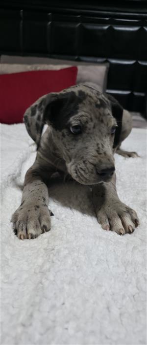 Great Dane puppies available 
