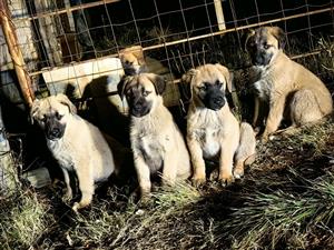Anatolian Shepard  Puppies For sale