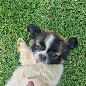 Gorgeous Shih Tzu male available 