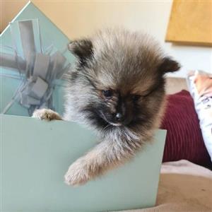Toy Pom (pomeranian)