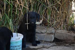 Labrador Puppies