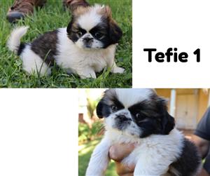 Pekingese puppies for sale