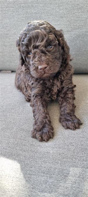 Gorgeous miniature French poodle companions available 