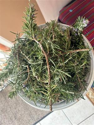 Rosemary cuttings